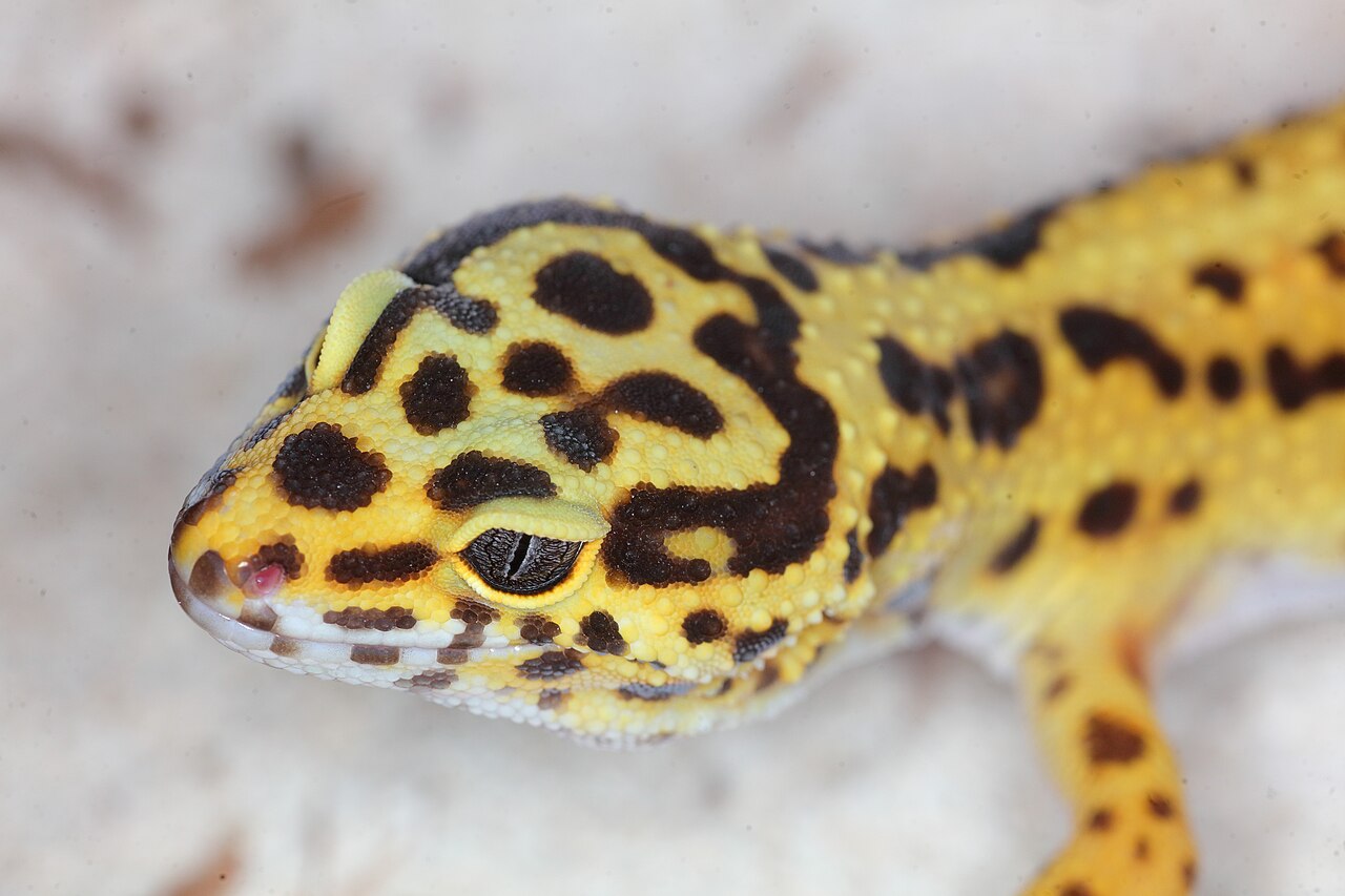 黄色い体に黒い模様のレオパ「きなこ」