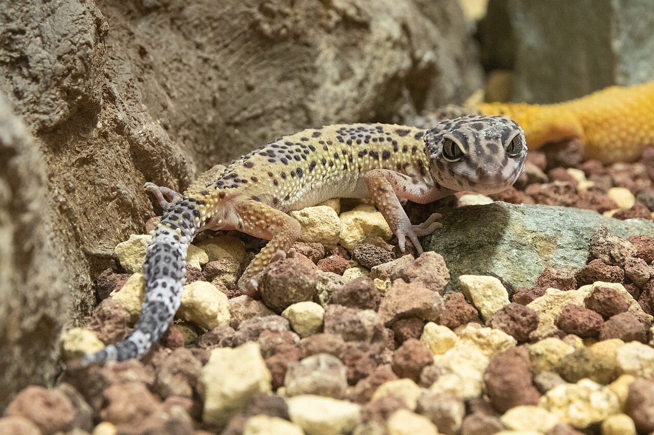 小石の上でくつろぐヒョウモントカゲ